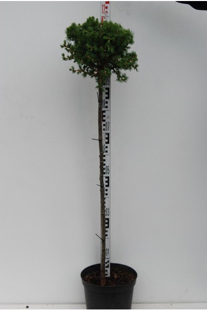 Модрина європейська Корнік на штамбі висота 120 см