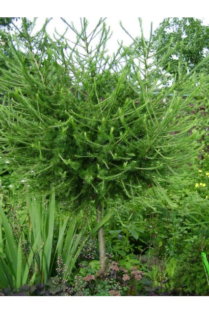 Модрина європейська Kornik