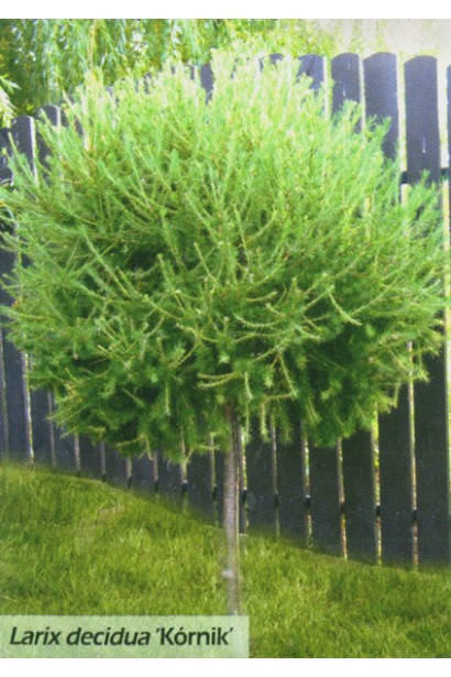 Larix decidua Kornik