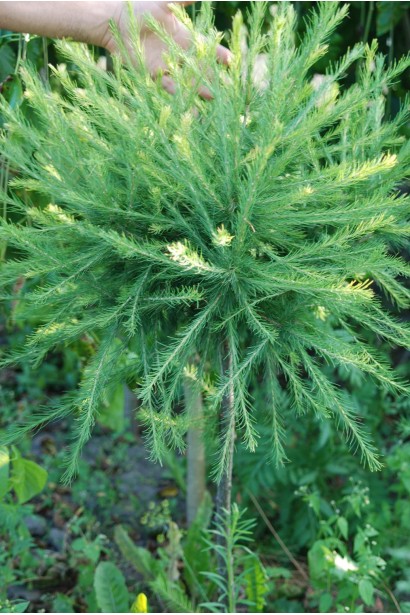 Модрина європейська Корнік