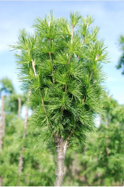 Модрина європейська Корнік сорт зі світло-зеленою хвоєю