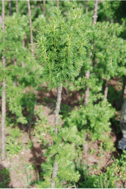 Модрина Kornik штамбове хвойне дерево з компактною кроною