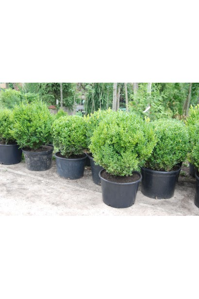 Саджанці в контейнері самшит куля