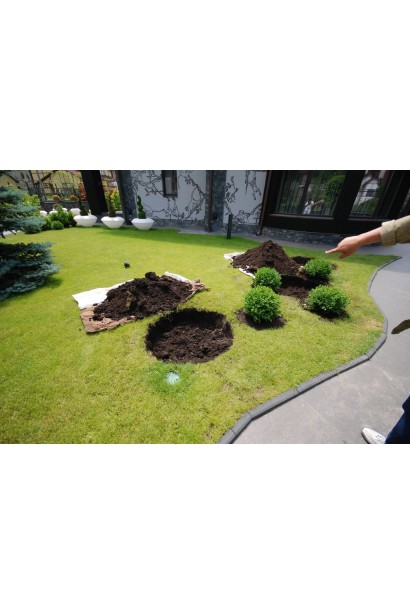 Вічнозелений Buxus Ball – для оформлення патіо