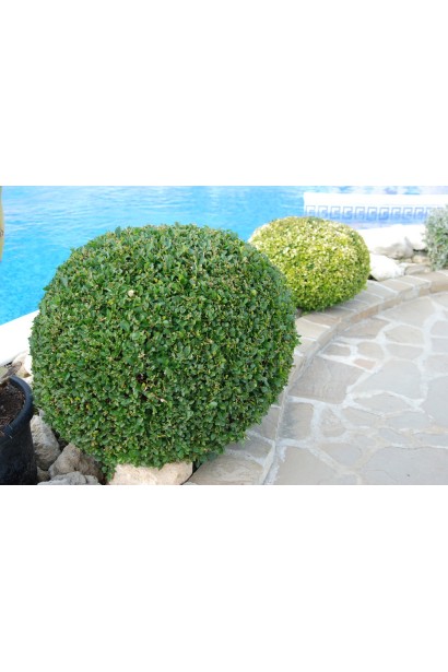 Самшит вічнозелений Куля – форма ідеальної сфери
