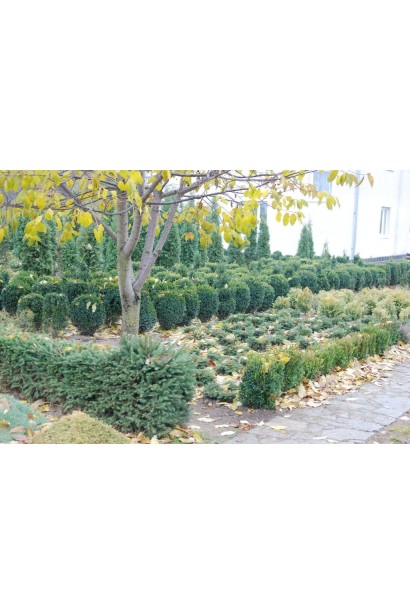 Buxus sempervirens Ball
