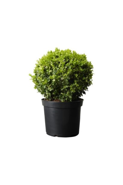 Buxus sempervirens Ball – кульова форма для саду