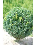 Самшит вічнозелений Куля | Самшит вечнозелёный Шар | Buxus sempervirens Ball