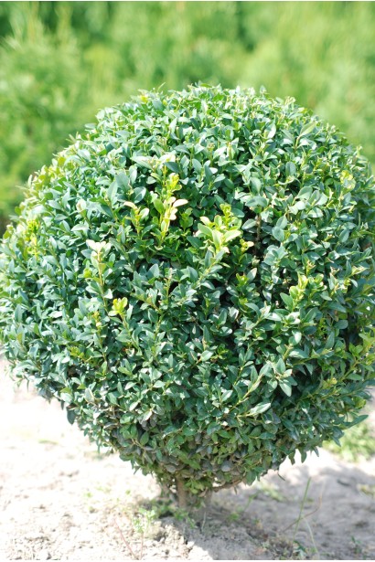 Декоративний самшит Куля – прикраса саду