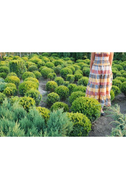 Декоративний самшит – сферична форма Куля