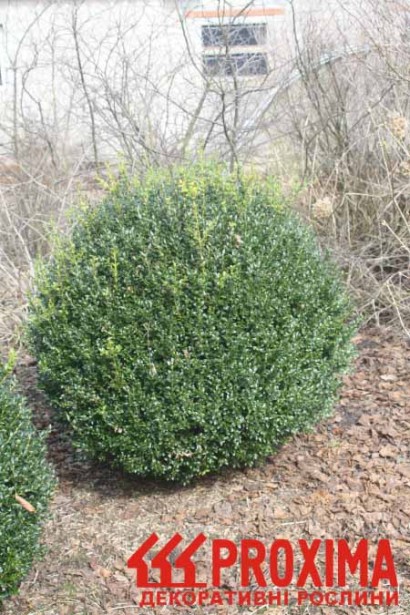 Buxus sempervirens Ball – декоративний кущ для дизайну