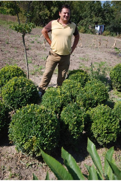 Вічнозелений самшит – форма Куля для акцентів