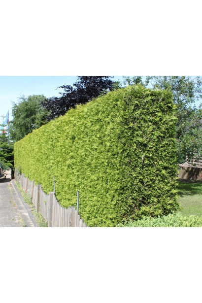 Туя западная Брабант живая изгородь