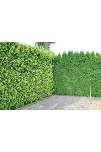 Компактная туя Брабант для живой изгороди.