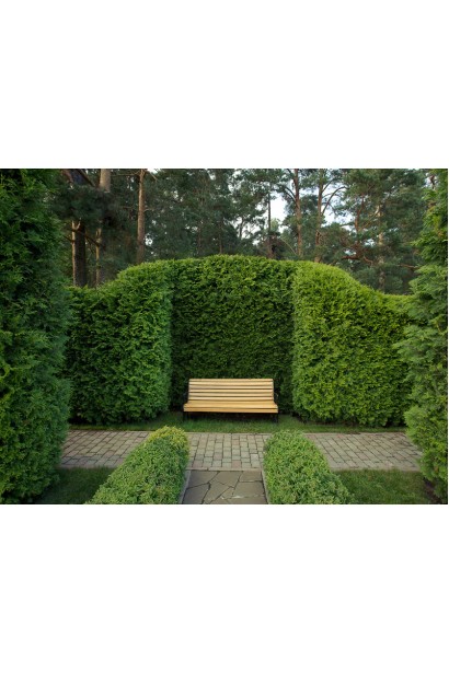 Туя Брабант в ландшафтный дизайн двора.