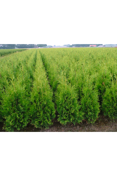 Thuja оccidentalis Brabant
