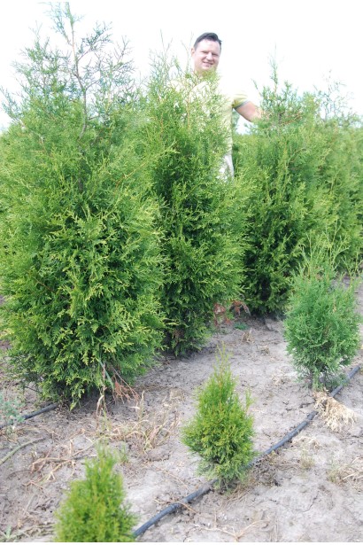 Туя Брабант с насыщенно-зеленой хвоей