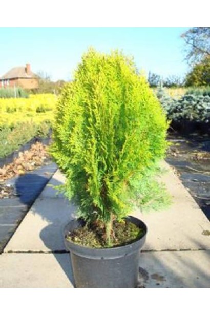 Туя Платикладус/Биота восточная Ауреа Нана | Туя Платикладус/Біота східна Ауреа Нана | Thuja / Platycladus orientalis Aurea Nana