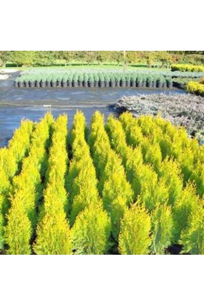 Туя Платикладус/Биота восточная Ауреа Нана | Туя Платикладус/Біота східна Ауреа Нана | Thuja / Platycladus orientalis Aurea Nana