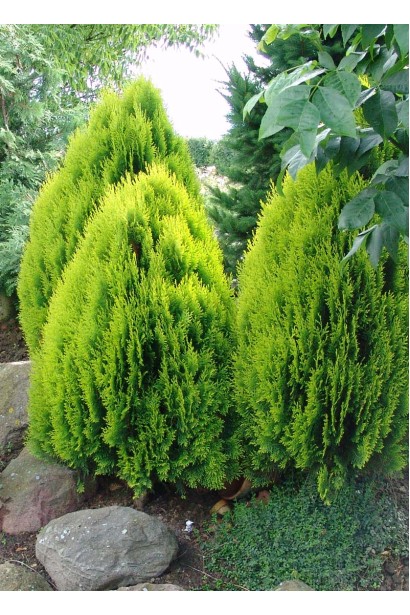 Туя Платикладус/Биота восточная Ауреа Нана | Туя Платикладус/Біота східна Ауреа Нана | Thuja / Platycladus orientalis Aurea Nana