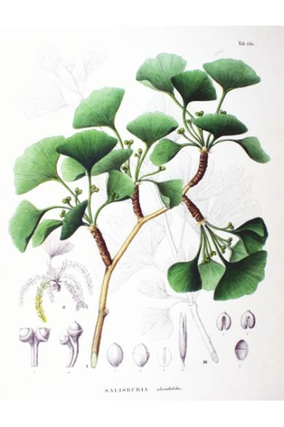 Гінкго дволопатеве структура листя