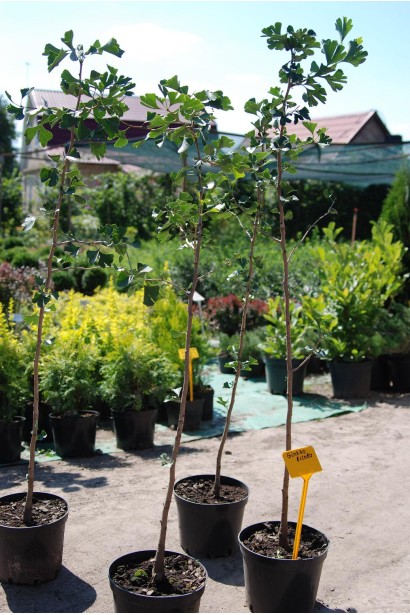 Гінкго  білоба саджанці в садовому центрі