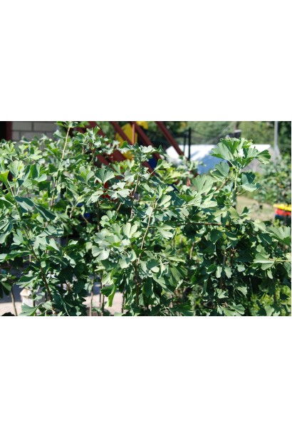 Срібна слива