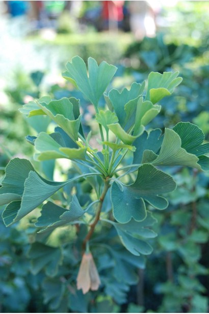 Ginkgo biloba