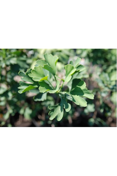 Срібний абрикос