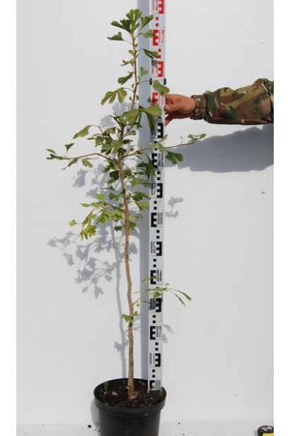 Гінкго  білоба в горщику 7,5 л висота 100-120 см