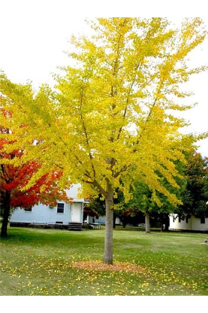 Гінкго дволопатеве в ландшафті восени