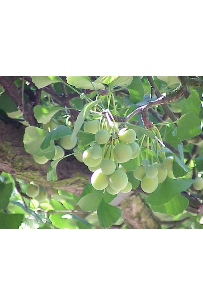 Гінкго білоба плоди