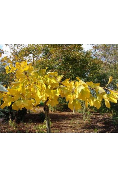 Гінкго дволопатеве жовте осіннє забарвлення