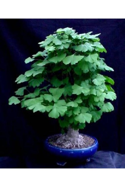 Бонсай з гінкго білоба