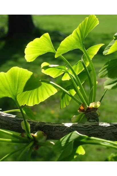 Гінкго дволопатеве / гінкго білоба