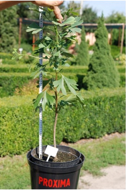 Гінкго  білоба контейнер С5