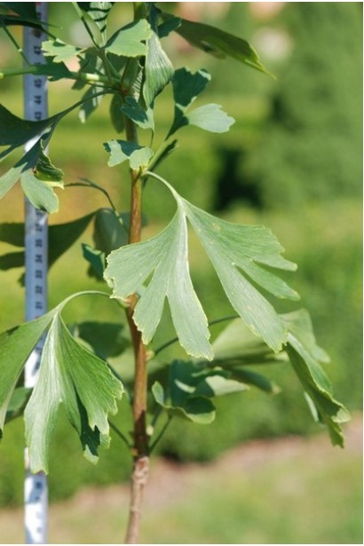 Гінкго дволопатеве зелене віялоподібне листя