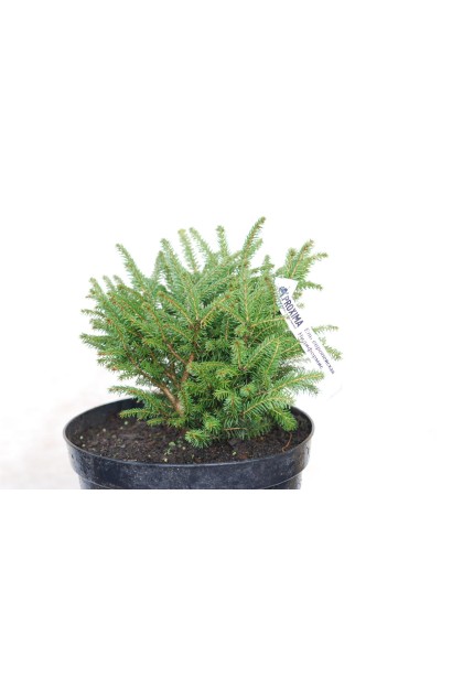 Ель обыкновенная Nidiformis