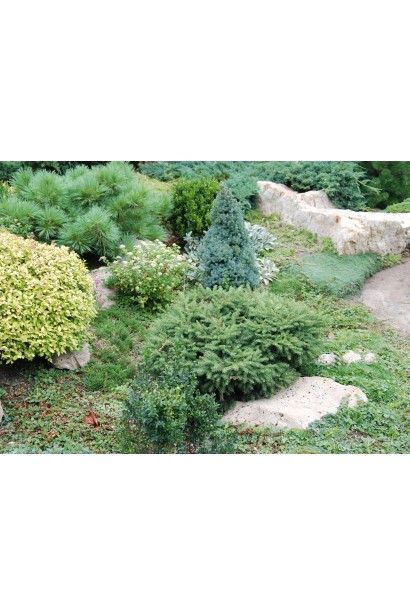 Ель обыкновенная Нидиформис в ландшафте