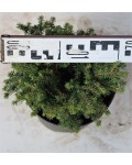 Ялина звичайна / європейська Нідіформіс | Ель обыкновенная / европейская Нидиформис | Picea abies Nidiformis
