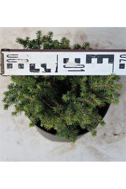 Ель обыкновенная Нидиформис диаметр 15-20 см