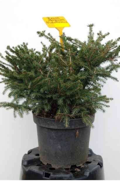 Ель Nidiformis в горшке