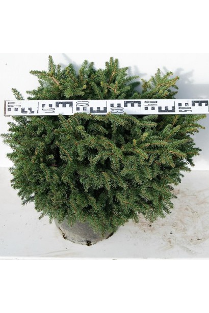 Ель обыкновенная Нидиформис диаметр кроны 45-55 см