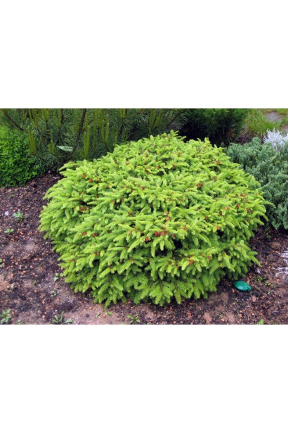 Ель карликовая Нидиформис