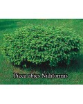 Ель обыкновенная / европейская Нидиформис | Ялина звичайна / європейська Нідіформіс | Picea abies Nidiformis
