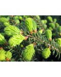 Ель обыкновенная / европейская Нидиформис | Ялина звичайна / європейська Нідіформіс | Picea abies Nidiformis