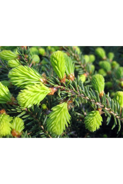 Ель европейская Нидиформис молодые приросты хвои