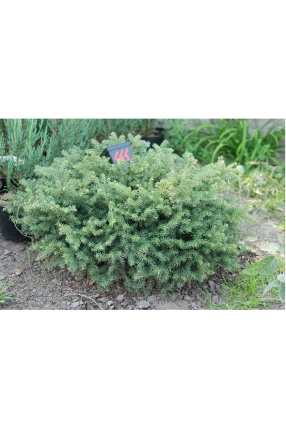 Ель гнездовидная Нидиформис