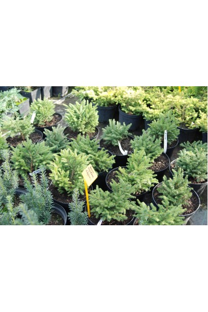 Ель Нидиформис