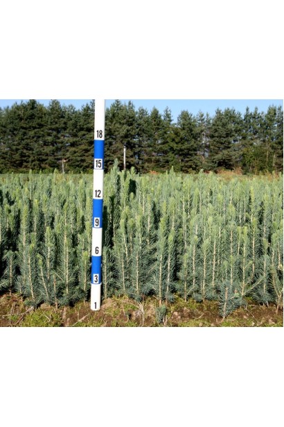 Ель колючая Кейбаб выращивание